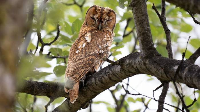 Tawny Owl.jpg