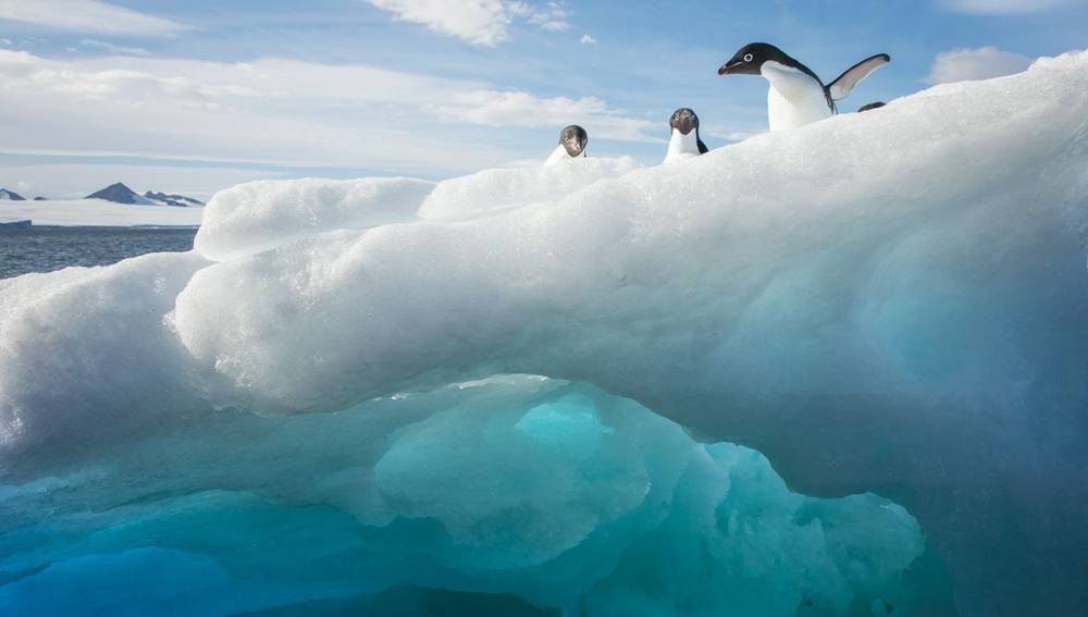 Antartica, Emperor Penguins