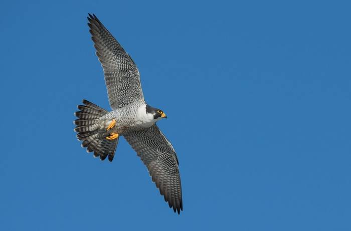 Peregrine shutterstock_1045024117.jpg