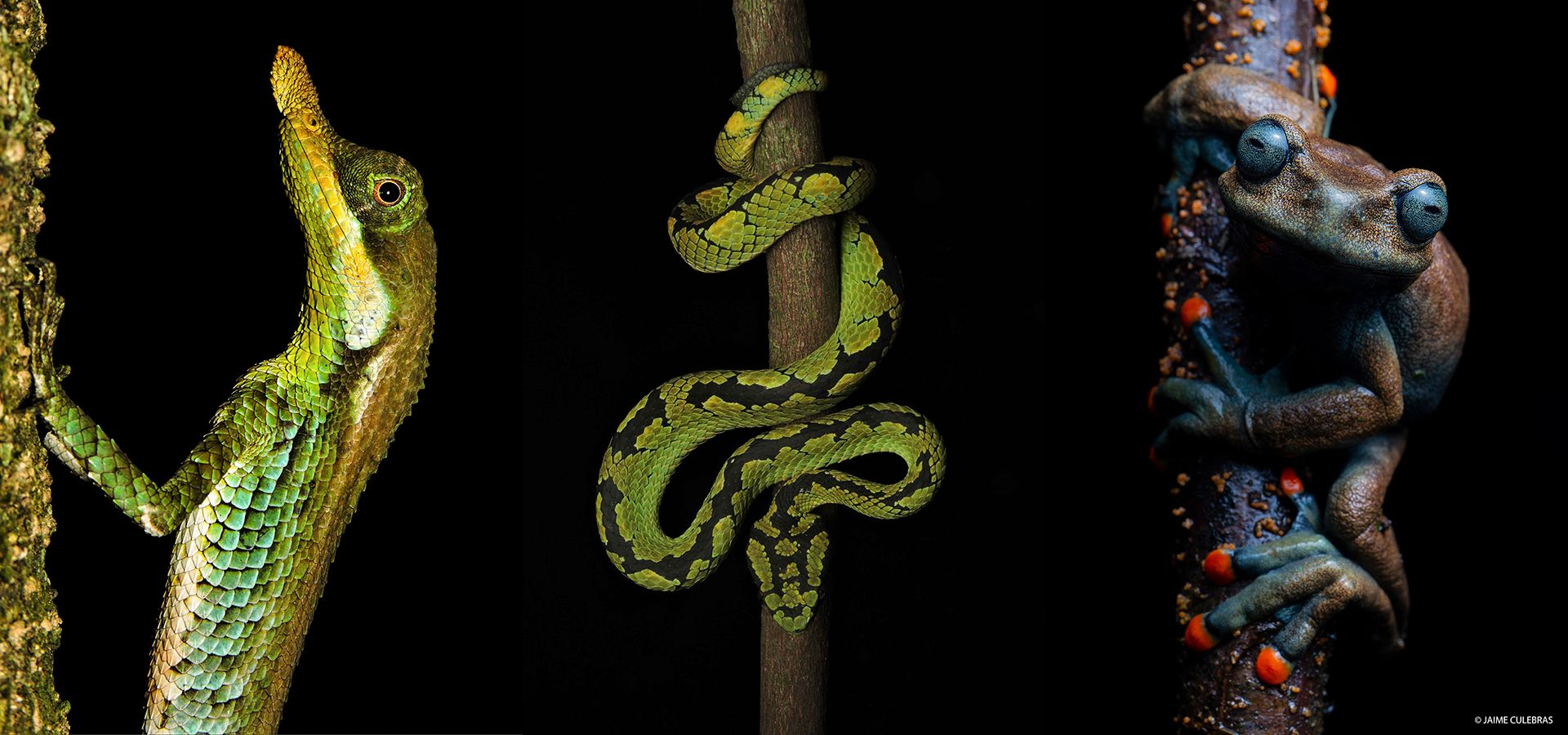 Herping Tours for 2024/25