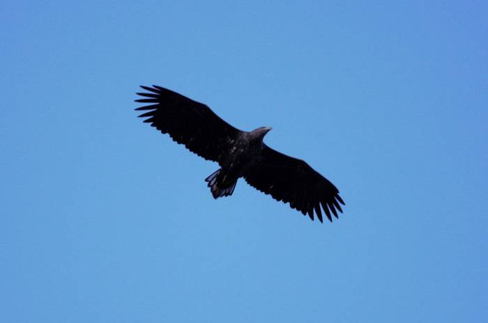 White-tailed Eagle by Mario Acquarone
