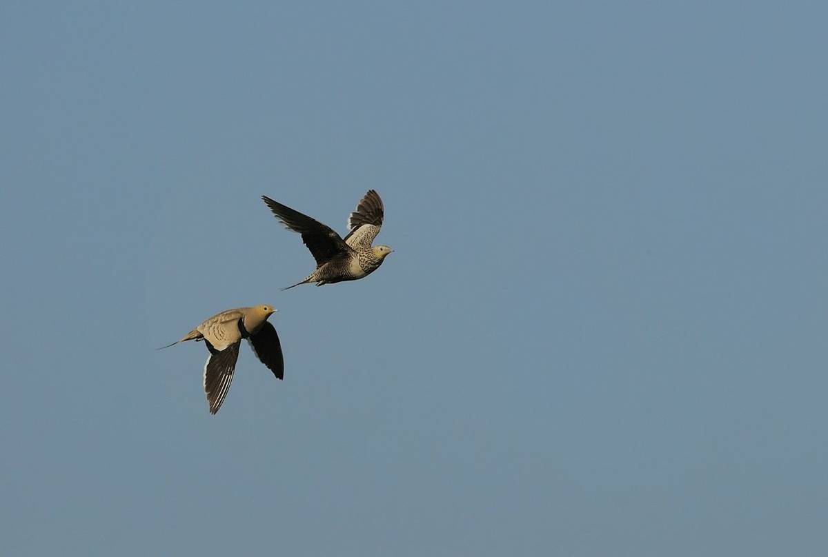 Chesnut-bellied Sandgrouse