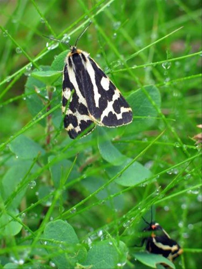 Wood Tiger Moth (Paul Harmes)