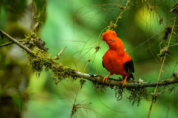 Andean Cock-of-the-rock shutterstock_1193567908.jpg