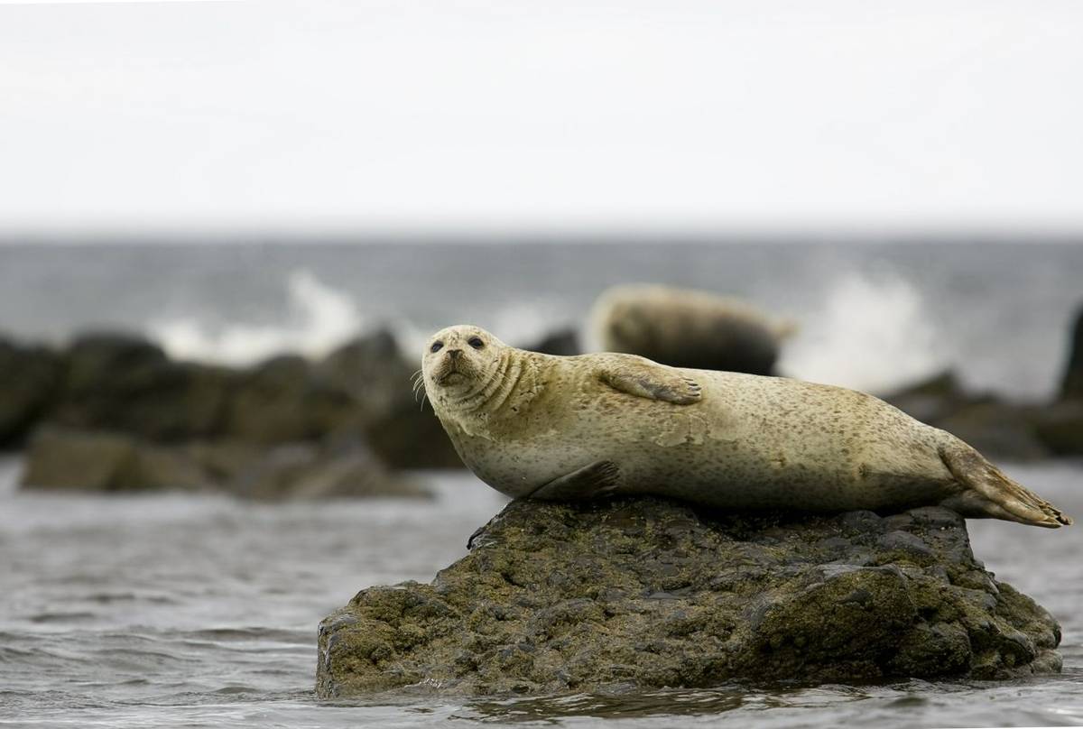 Common Seal. shutterstock_16961023.jpg