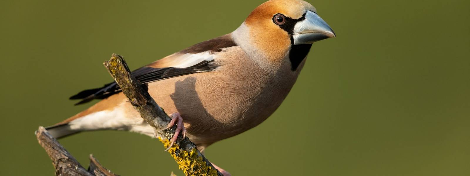 Hawfinch sitting on a branch
