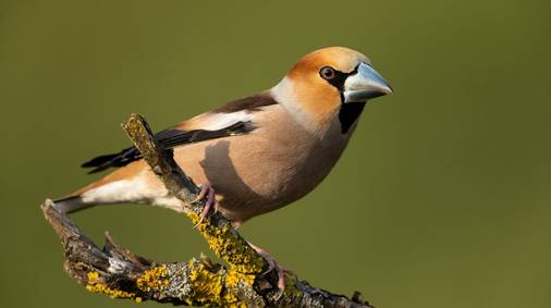 4 Night Guided Bird Watching in Western Yorkshire Dales 