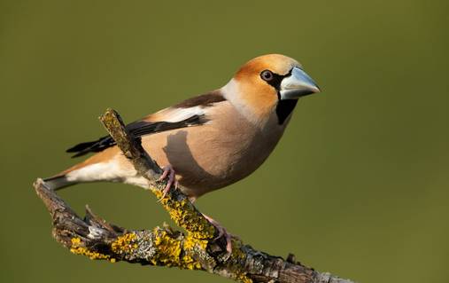 4 Night Guided Bird Watching in Western Yorkshire Dales 