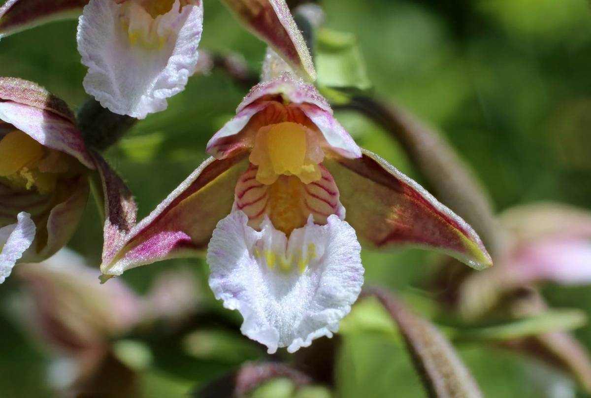 Marsh Helleborine shutterstock_1691966560.jpg