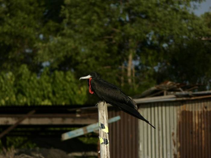 Magnificient Frigatebird.JPG