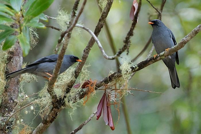 Black-faced Solitaire.jpg