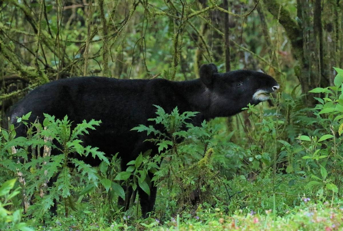 Mountain Tapir © Robin Smith