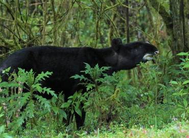 Colombia's Endemic Mammals