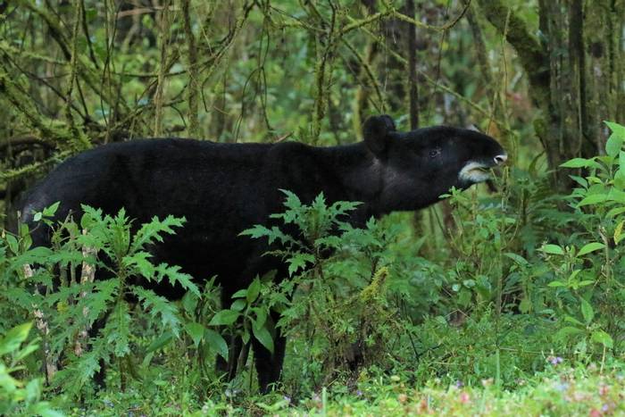 Mountain Tapir © Robin Smith