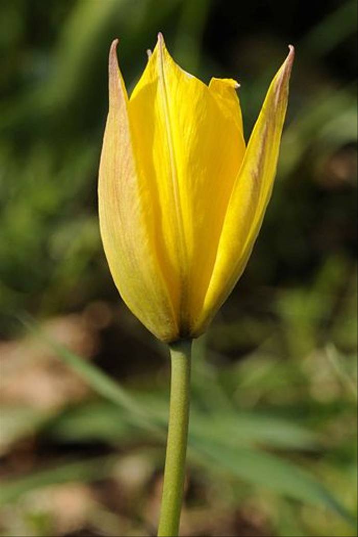 Tulipa sylvestris (Andrew Cleave)