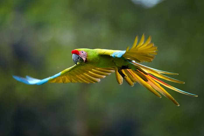 Military Macaw shutterstock_786440446 (2).jpg