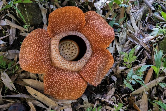 Rafflesia keithii © Steven Wong