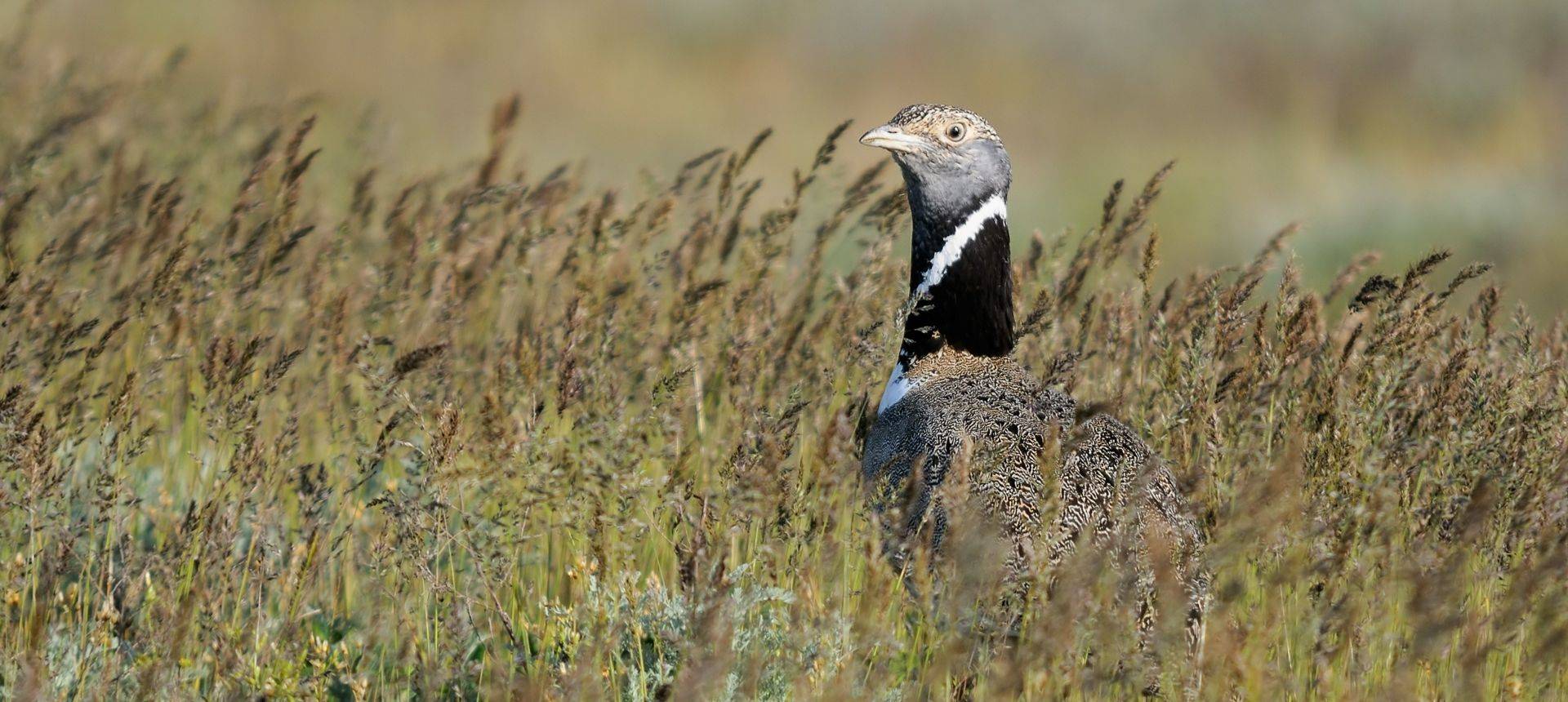Little Bustard shutterstock_376428979