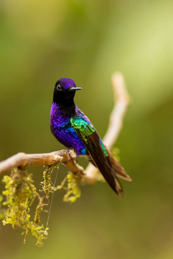Velvet-purple Coronet © Francisco Muñoz.jpg