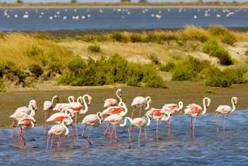 Flamingos, Parc Regional De Camargue, France (Richard Semik)