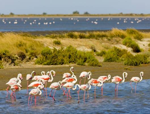 Flamingos, Parc Regional De Camargue, France (Richard Semik)