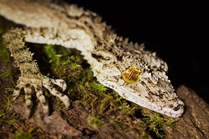 Northern Leaf-tailed Gecko (Saltuarius cornutus)