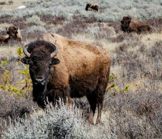 IntrepidTravel-pexels-lukas-kloeppel-YellowstoneNationalPark.jpg