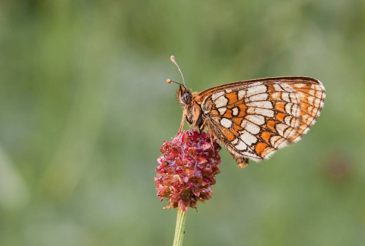 Nickerl'S Fritillary Butterfly Shutterstock 81114064