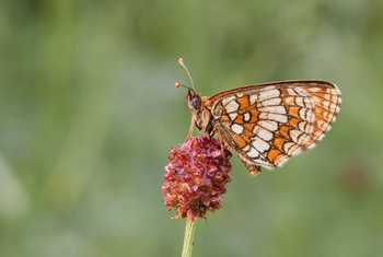 Nickerl'S Fritillary Butterfly Shutterstock 81114064