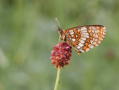 Romania's Butterflies - Naturetrek