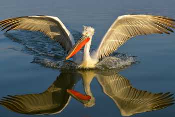 Dalmatian Pelican