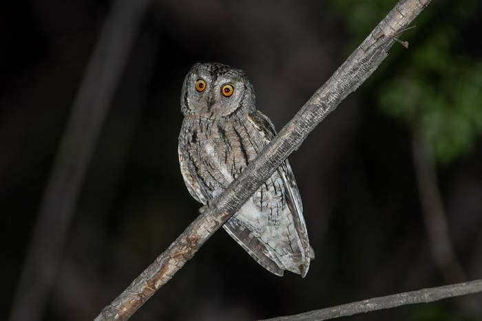 Eurasian Scops Owl © M. Valkenburg