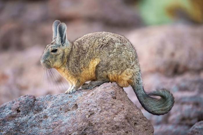Southern Viscacha, Bolivia