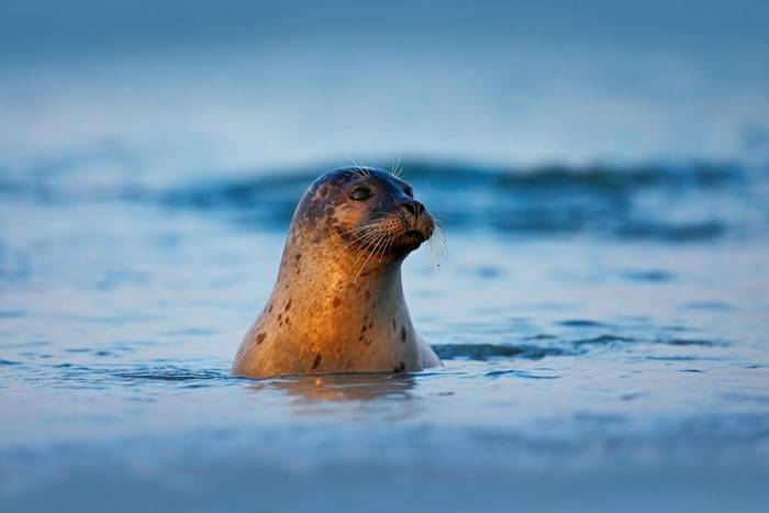 Grey Seal shutterstock_541733413.jpg