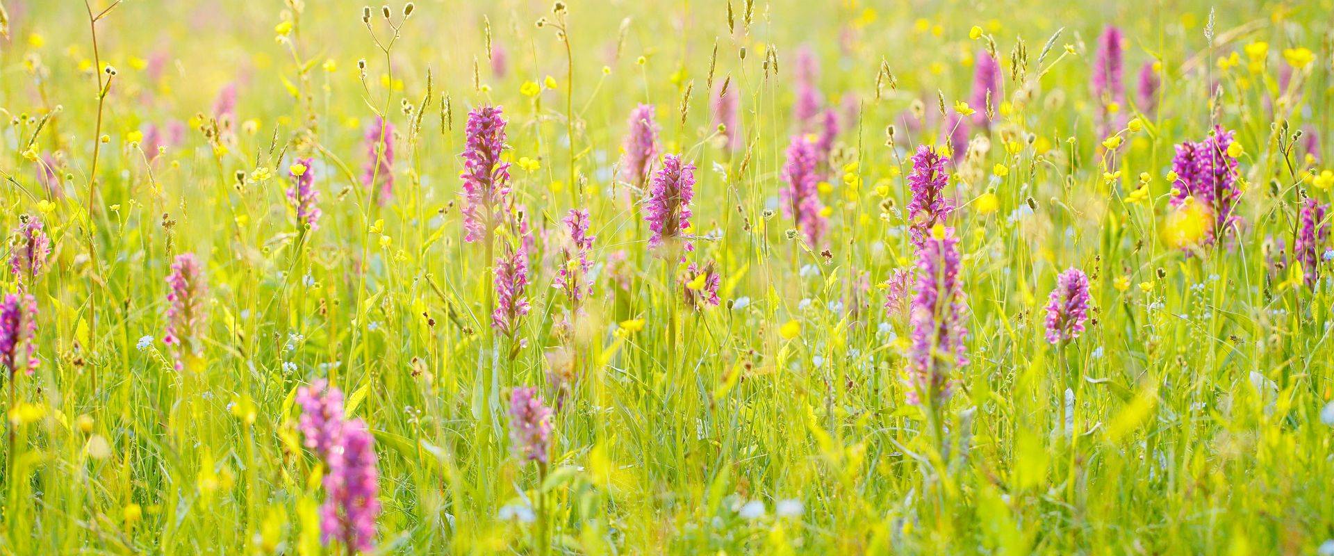 The best places to see wild orchids in Europe