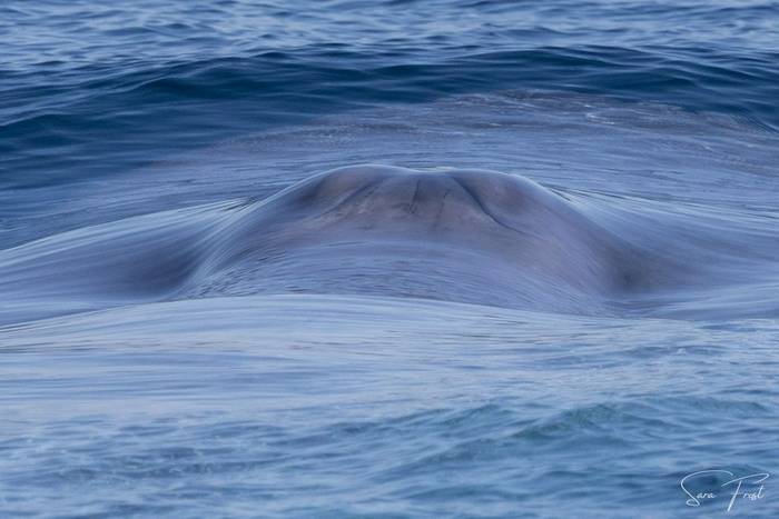 Blue Whale (Sara Frost) (6).jpg