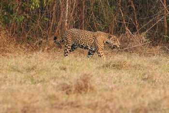 Jaguar, Los Llanos © Robin Smith