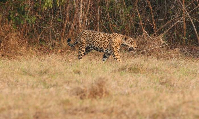 Jaguar, Los Llanos © Robin Smith