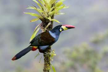 Grey-breasted Mountain Toucan, Ecuador shutterstock_2752688527.jpg