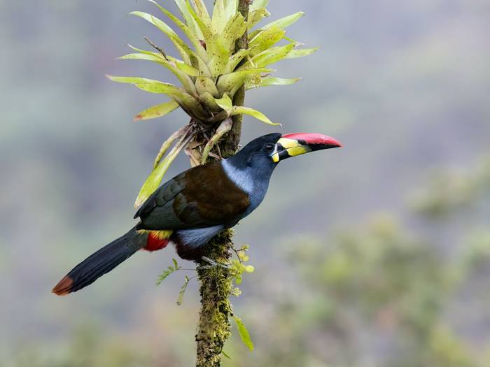 Grey-breasted Mountain Toucan, Ecuador shutterstock_2752688527.jpg
