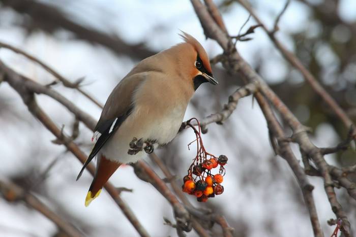 Waxwing shutterstock_265524368.jpg