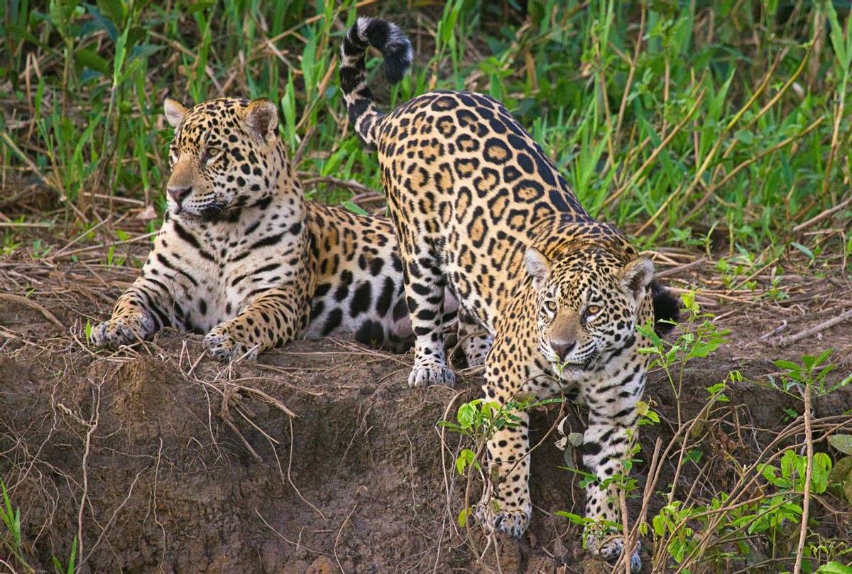 Brazil - Just Jaguars! - Naturetrek