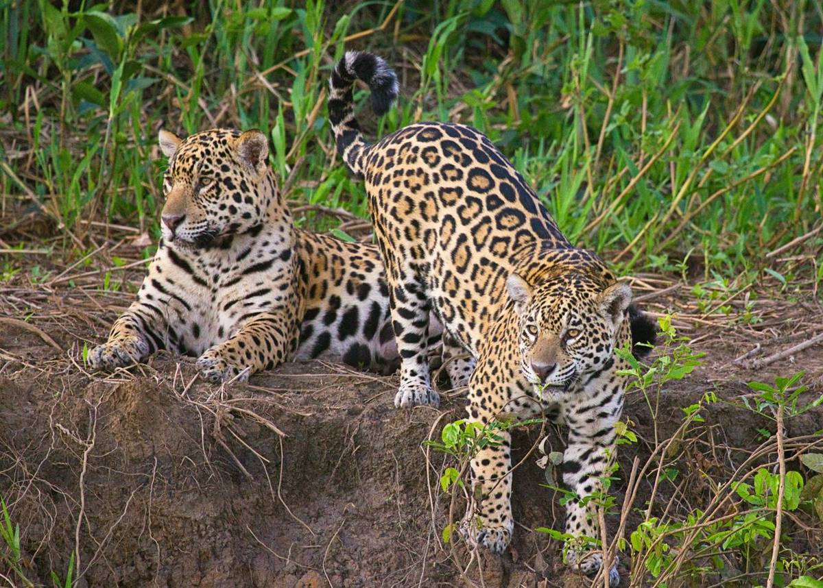 Writing Competition: Brazil – South America’s ‘Big Five’!
