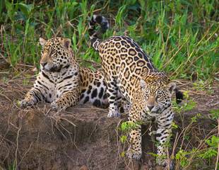 Brazil - Just Jaguars!