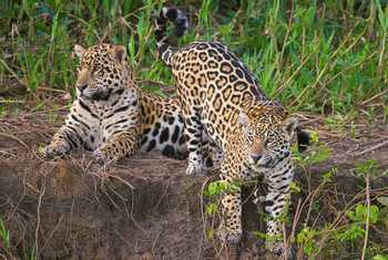 Jaguars (Andrew Griffin).jpg