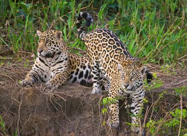 Brazil - Just Jaguars!
