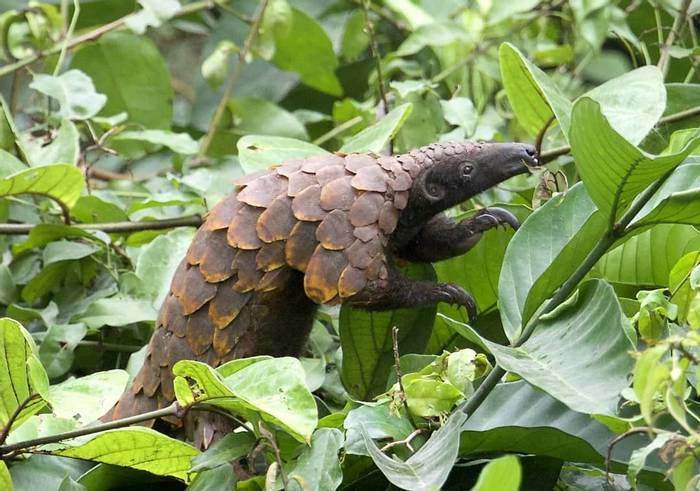 Long-tailed Pangolin (Roger Cresswell)
