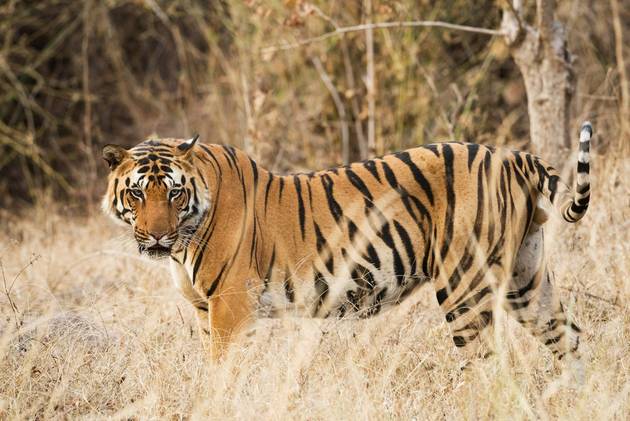 Tiger in Bhutan 