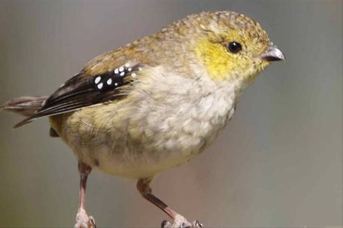 Forty-spotted Pardalote (Werner Suter)