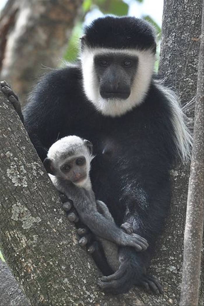 Colobus Monkey with baby (Tim Melling)